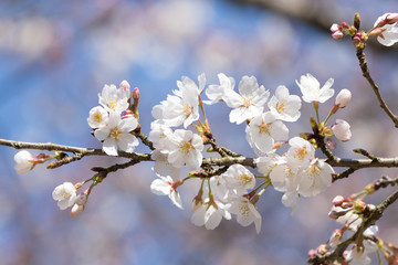 Fototapeta premium 桜と青空