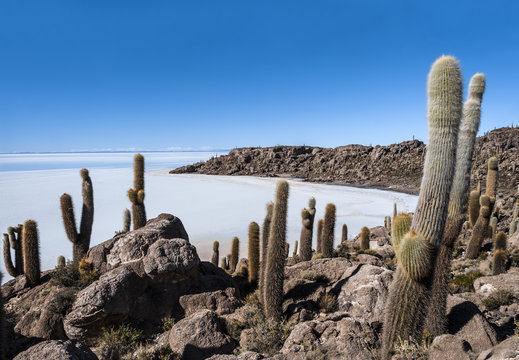 Isla de Pescadores, Salt lake Uyuni in Bolivia