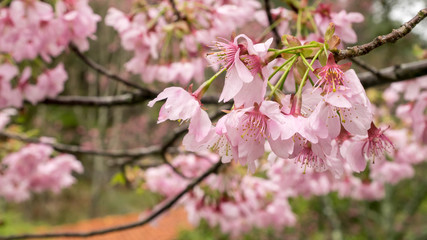 Fototapeta na wymiar The close up of pink sakura flower branch (cherry blossom).