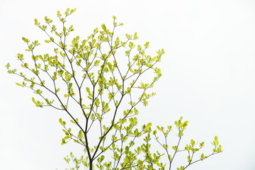 Green Tree, Isolated on white background.