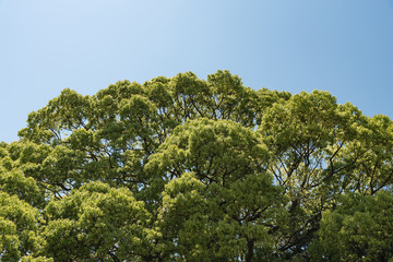 Large Cinnamomum Camphora