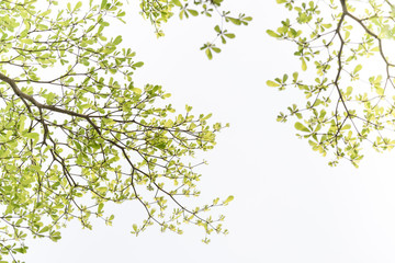 Green Tree, Isolated on white background.