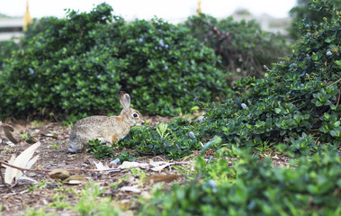 Portrait of a wild grey rabbit. Little hare in the forest running through the grass. 