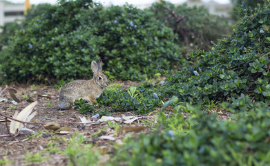 Portrait of a wild grey rabbit. Little hare in the forest running through the grass. 