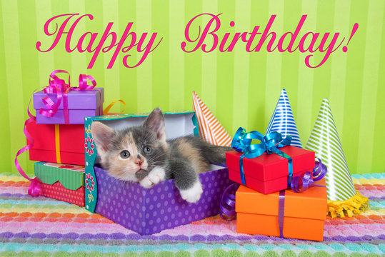 two month old calico tabby kitten peeking out of birthday present in a pile of brightly colored boxes with party hats, bright green stripped background with Happy Birthday text