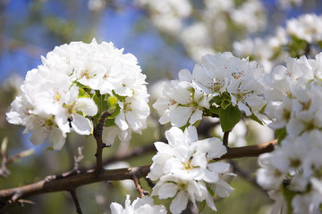Beautiful flowering apple trees.