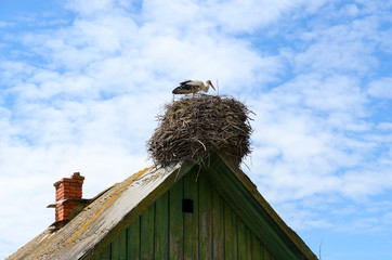 Stork in nest on roof of old rural house