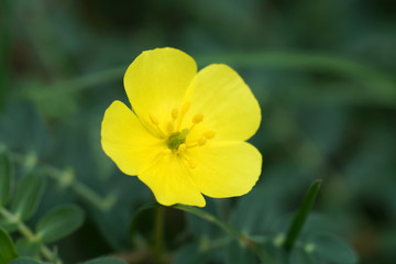 Obraz premium Yellow flowers on the beach.