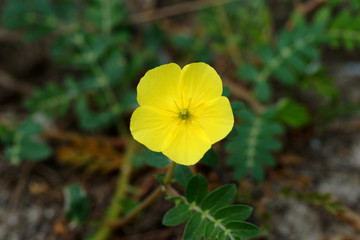 Yellow flowers on the beach.