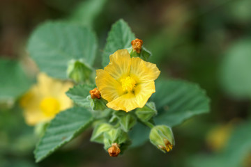 Yellow flowers on the beach.