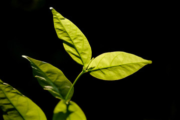 Green leaves on dark background.