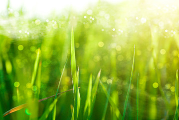 green grass and morning light.
