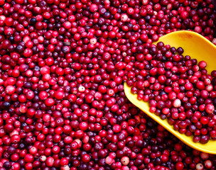 Variety of wild berries - cranberries on table on city market. Top view