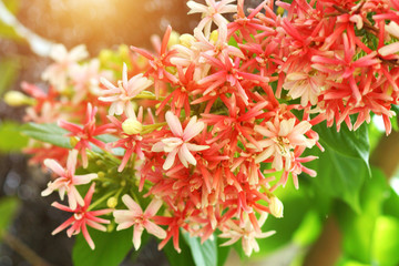 Obraz na płótnie Canvas Red and pink of Rangoon creeper flower.