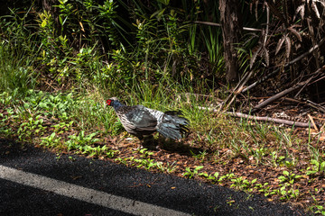 Bird in Big Island, Hawaii
