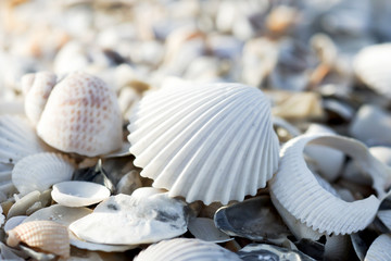 Shells on the beach