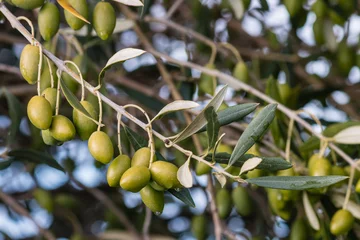 Crédence de cuisine en verre imprimé Olivier isolated green olives on olive tree