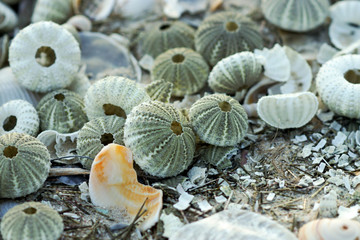 Remains of urchin on the beach