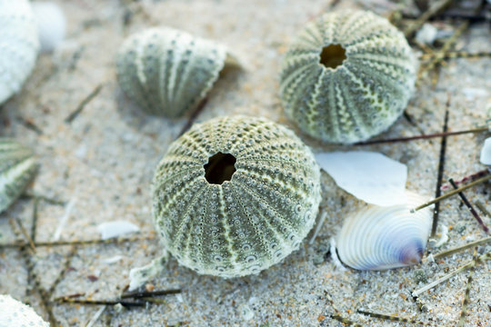 Remains of urchin on the beach