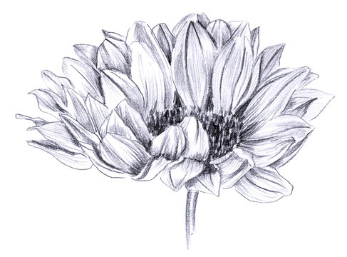 Sunflower in bloom, hand drawn on white background