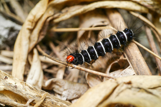 White and black hairy caterpillars.