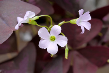 Pink oxalis flower. (Butterfly night flower)