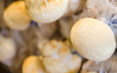 Monkey head mushroom (Yamabushitake mushroom) on spawn bags growing in a farm