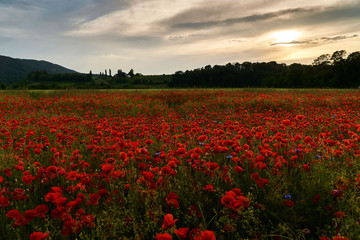 Schlatthof bei Aesch BL