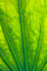 close up lotus leaf textures