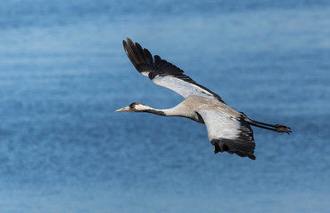 Common crane flying above a lake