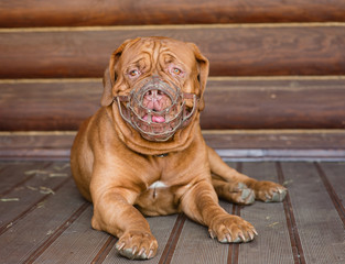 Bordeaux mastiff dog wearing a muzzle