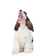 Yawning Cocker Spaniel puppy looking up. isolated on white backg