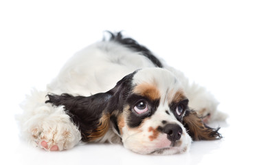 Sad Cocker Spaniel puppy lying and looking up. isolated on white