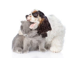 Cocker Spaniel puppy embracing and biting young kitten. isolated