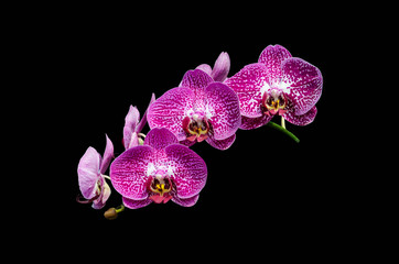 Naklejka na ściany i meble Pink streaked orchid flower, isolated with clipping path