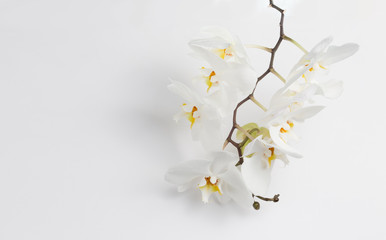 Phalaenopsis orchids and bud close up over white background