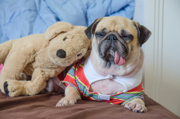 Close up face of cute dog puppy pug sleep rest tongue out with her brother dolls on bed