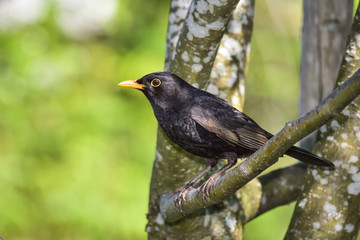 Blackbird