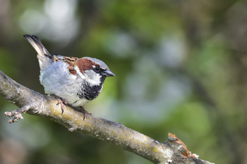 House sparrow