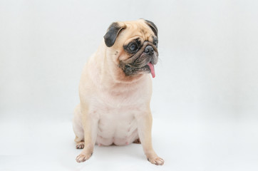 Obraz premium A portrait of a cute pug dog sitting on the floor with tongue sticking out on white grey background