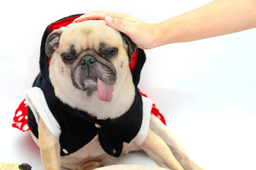 Young female's groping her cute dog Pug at its head, focus at do