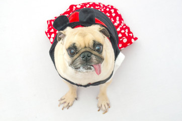 Close up face of cute dog puppy pug with dress smile with tongue out and sit on floor looking to camera
