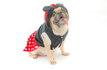 Close up face of cute dog puppy pug with dress smile with tongue out and sit on floor