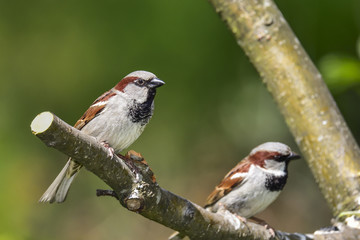 House sparrow