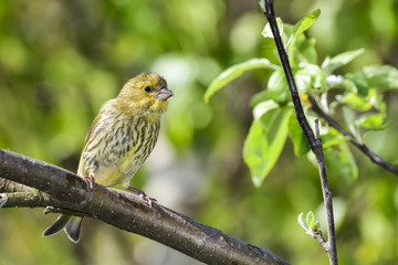 European serin