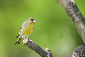 Greenfinch