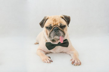 cute mops puppy dog pug with neck bow tie sitting and looking at the camera on grey white background