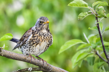 Fieldfare