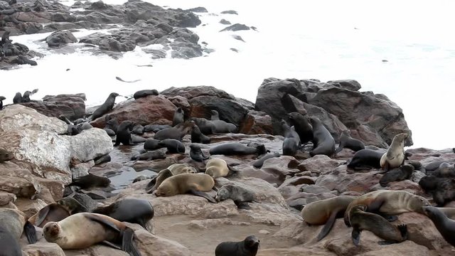 Otarie in Namibia