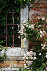 Fototapeta na wymiar Shrub roses near a brick wall at home